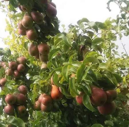 Pansiyon Aikarali Haapsalu