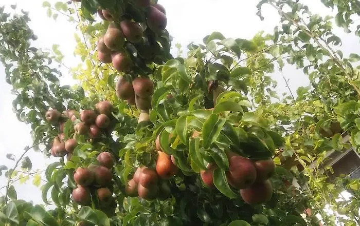 Homestay Aikarali Haapsalu